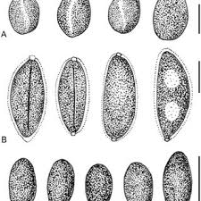 Attēlu rezultāti vaicājumam “Rosellinia desmazieri spores”
