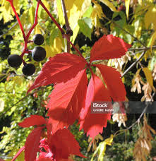 Attēlu rezultāti vaicājumam “Parthenocissus quinquefolia fruit”