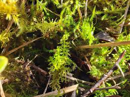 Attēlu rezultāti vaicājumam “Thuidium recognitum”