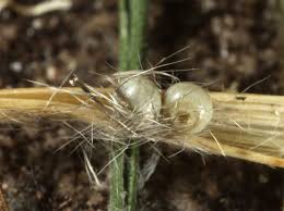 Attēlu rezultāti vaicājumam “Gynaephora selenitica”