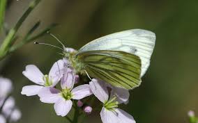 Attēlu rezultāti vaicājumam “Pieris napi”