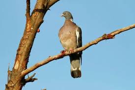 Image result for Columba palumbus