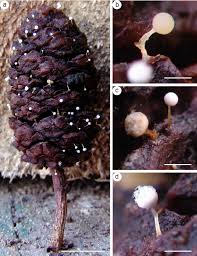 Attēlu rezultāti vaicājumam “Craterium minutum young”