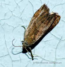 Attēlu rezultāti vaicājumam “Dichrorampha simpliciana”