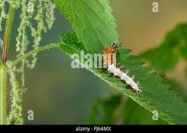 Attēlu rezultāti vaicājumam “Polygonia c-album larva”