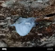 Attēlu rezultāti vaicājumam “Reticularia lobata”