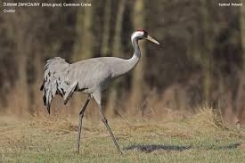 Attēlu rezultāti vaicājumam “Grus grus”