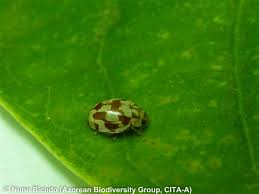 Attēlu rezultāti vaicājumam “Myrrha octodecimguttata”