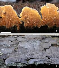 Attēlu rezultāti vaicājumam “Peniophora laurentii”