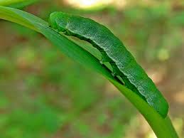 Attēlu rezultāti vaicājumam “Euplexia lucipara”