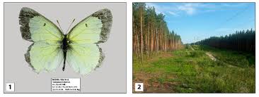 Attēlu rezultāti vaicājumam “Colias palaeno male”