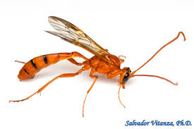 Attēlu rezultāti vaicājumam “Ichneumonidae”