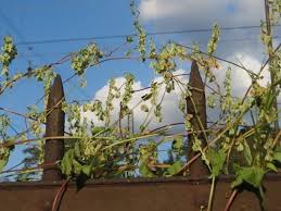 Attēlu rezultāti vaicājumam “Fallopia dumetorum fruit”