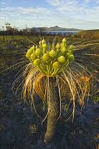Attēlu rezultāti vaicājumam “Xanthorrhoeaceae”