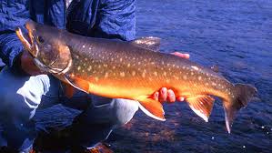 Image result for Salvelinus alpinus oquassa