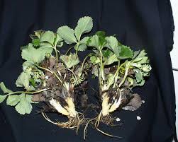 Attēlu rezultāti vaicājumam “Trichia botrytis var. cerifera stalked”