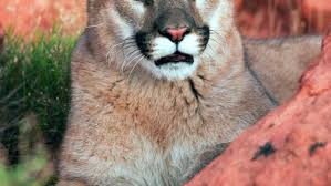 Image result for Ut Cougars