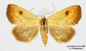 Attēlu rezultāti vaicājumam “Rivula sericealis”