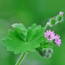Attēlu rezultāti vaicājumam “Geranium molle flower”
