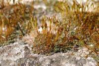 Attēlu rezultāti vaicājumam “Tortula muralis sporophyte”