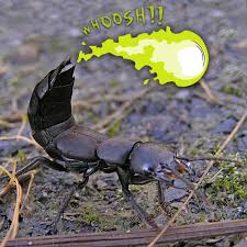 Billedresultat for rovbille