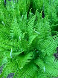 Attēlu rezultāti vaicājumam “Matteuccia struthiopteris”