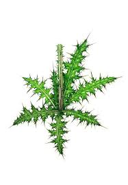 Attēlu rezultāti vaicājumam “Cirsium palustre”