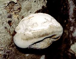 Attēlu rezultāti vaicājumam “Fomes fomentarius”