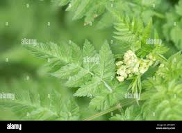 Attēlu rezultāti vaicājumam “Anthriscus sylvestris bud”