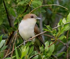 Image result for Coccyzus erythropthalmus