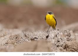 Attēlu rezultāti vaicājumam “Motacilla flava flava”