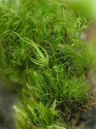 Attēlu rezultāti vaicājumam “Dicranodontium denudatum”