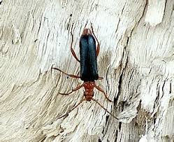 Attēlu rezultāti vaicājumam “Rhamnusium bicolor”