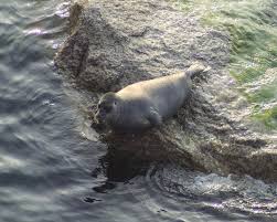 Image result for Pusa hispida