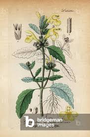 Image result for Galeopsis segetum