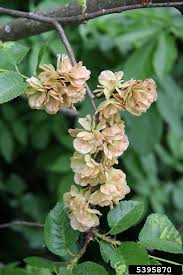 Attēlu rezultāti vaicājumam “Ulmus laevis flower”