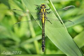 Attēlu rezultāti vaicājumam “Gomphus vulgatissimus”