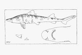 Image result for Furgaleus macki