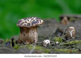 Attēlu rezultāti vaicājumam “Polyporus squamosus”