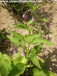 Attēlu rezultāti vaicājumam “Symphytum asperum leaf”