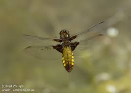 Attēlu rezultāti vaicājumam “Libellula quadrimaculata exuvia”