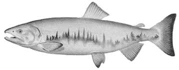 Image result for Oncorhynchus keta