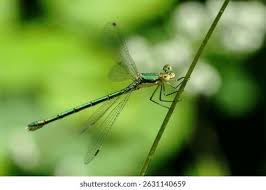 Attēlu rezultāti vaicājumam “Lestes virens”