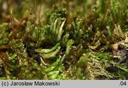 Attēlu rezultāti vaicājumam “Platygyrium repens”