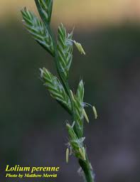 Attēlu rezultāti vaicājumam “Lolium perenne”