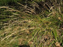 Attēlu rezultāti vaicājumam “Calamagrostis canescens leaf”