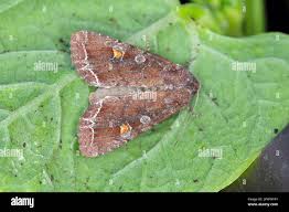 Attēlu rezultāti vaicājumam “Lacanobia oleracea”