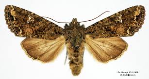 Attēlu rezultāti vaicājumam “Mamestra brassicae exuvia”