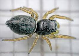 Attēlu rezultāti vaicājumam “Heliophanus sp.”