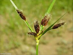 Attēlu rezultāti vaicājumam “Bolboschoenus maritimus”